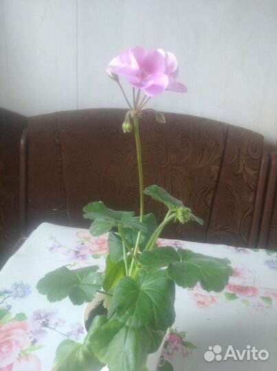 Комнатные растения