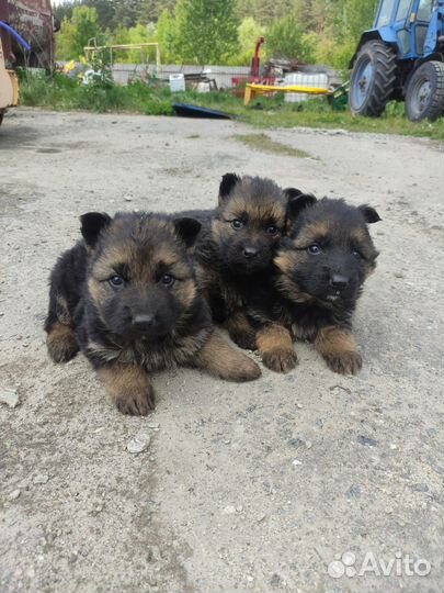 Щенки немецкой овчарки