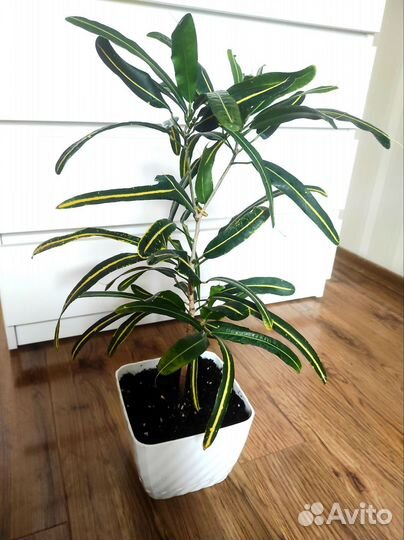 Кротон Банана Еллоу