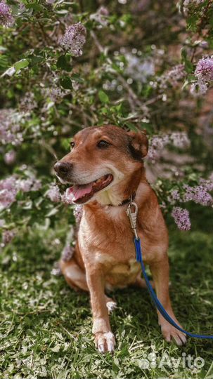 Собака Лэйси