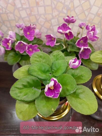 Сортовые фиалки список