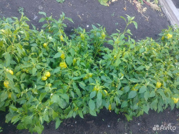 Башкирский перец