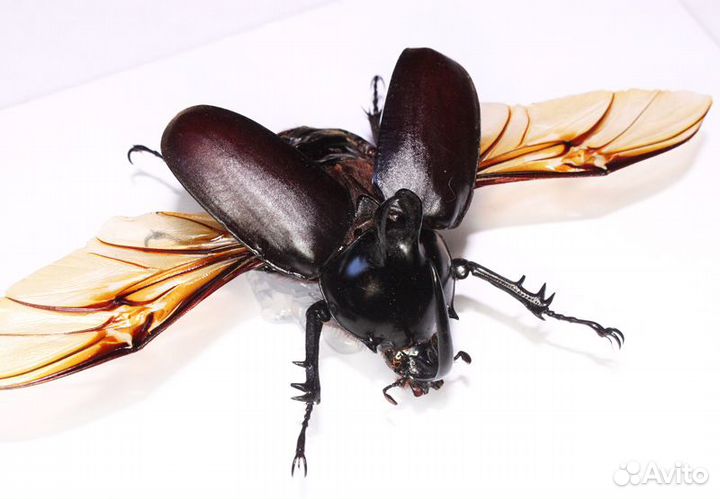 Жук-носорог Eupatorus birmanicus