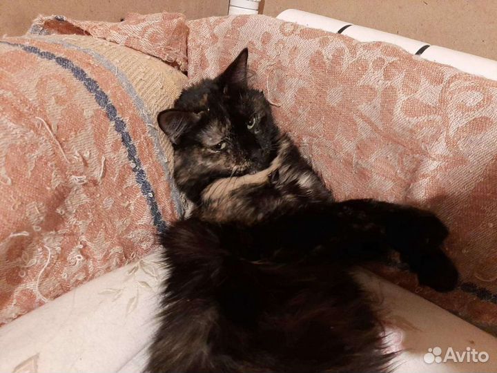 Тата ищет дом, стерилизована