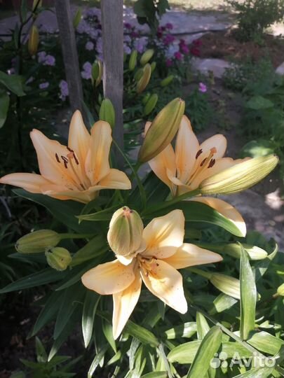 Многолетники садовые