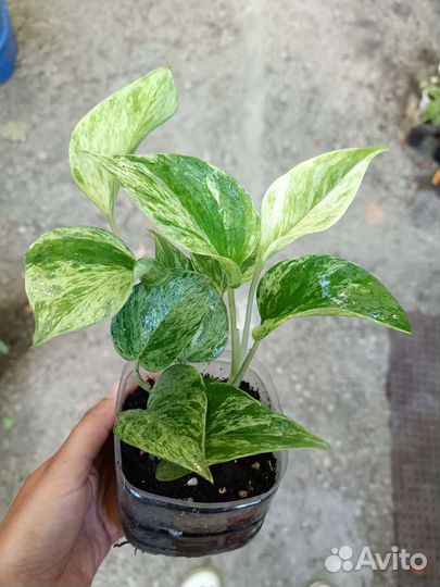 Сциндапсус, эпирепренум, сингониум