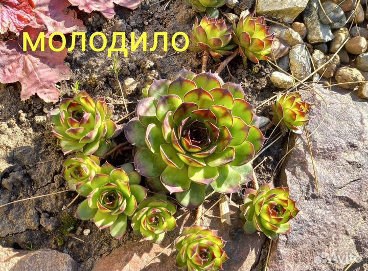 Многолетники