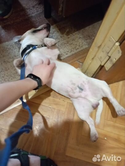 Выгул и передержка собак