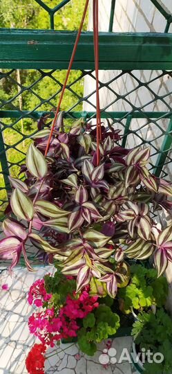 Традесканция зебрина