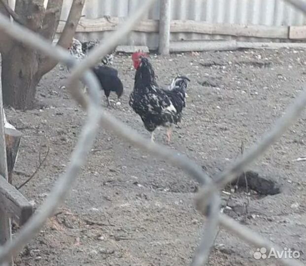 Яйцо инкубационное Ливенских ситцевых