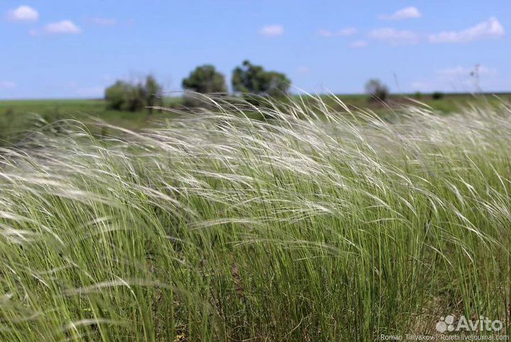 Сено в тюках