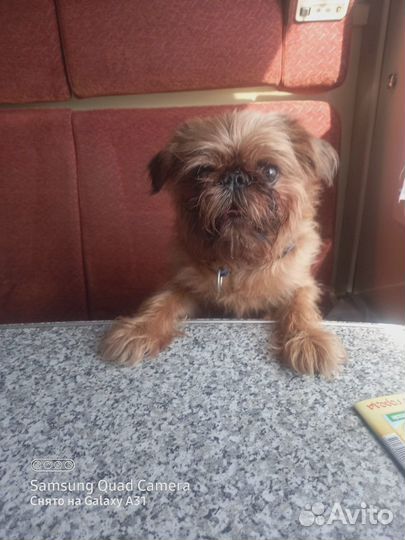 Пти брабансон вязка