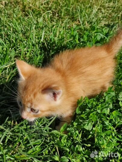 Котята в добрые руки мальчик и девочка