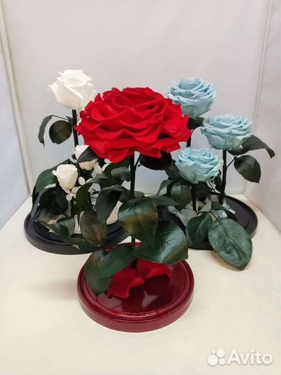 Новогодний подарок / Роза в колбе