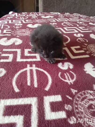Котёнок