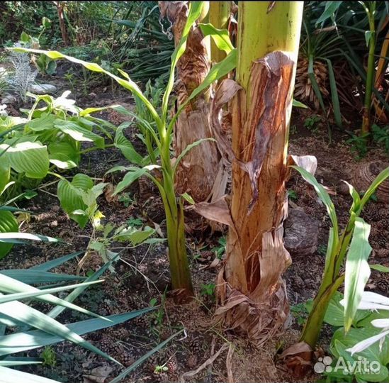 Пальма банановая