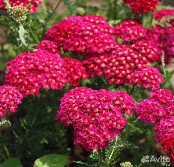 Сортовые тысячелистники