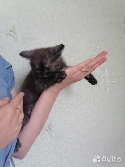 Котенок в добрые руки