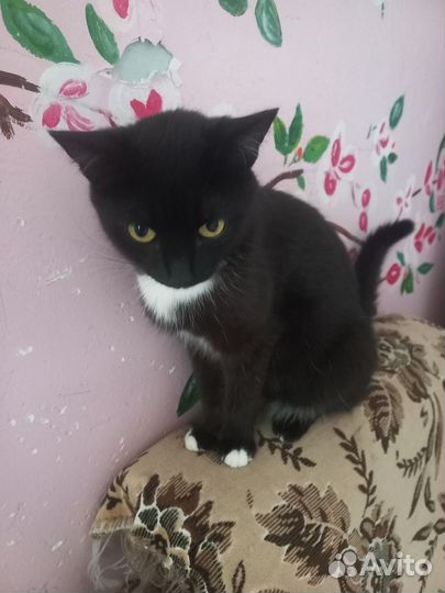 Котик