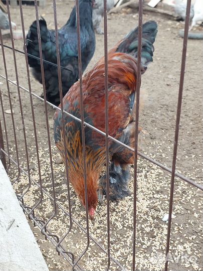 Петушки и курочки Брама