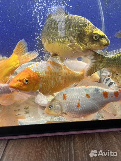 Карп кои и золотые