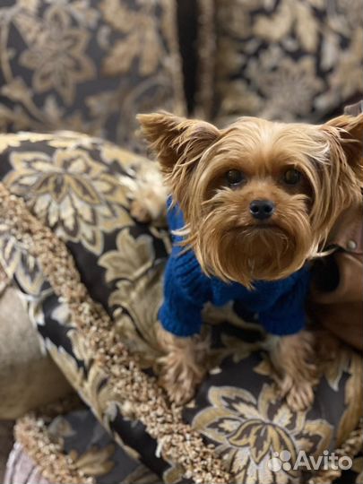 Йоркширский терьер мини вязка