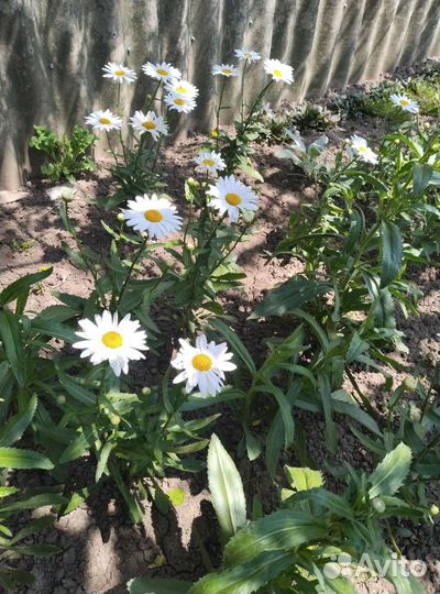 Декоративные кустарники