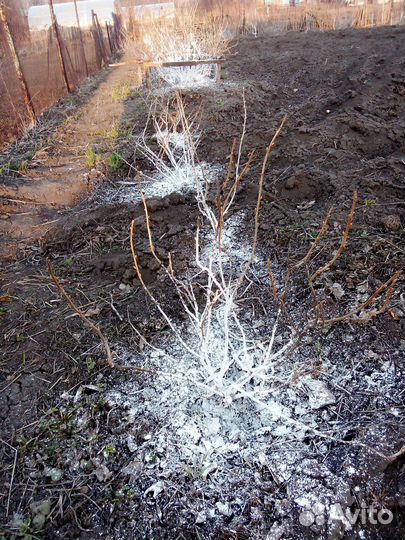 Смородина.и крыжовник был без шипов
