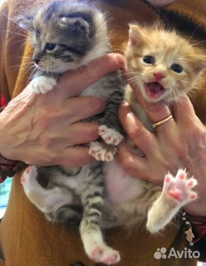 Отдам в добрые руки котят звоните через 2 месяца