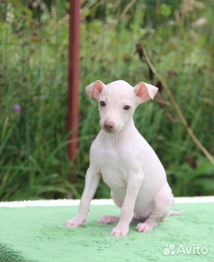 Американский голый терьер