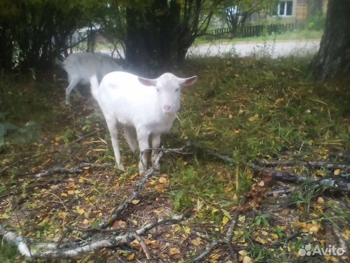 Зааненский козел вязка