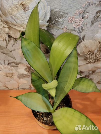 Сансевиерия