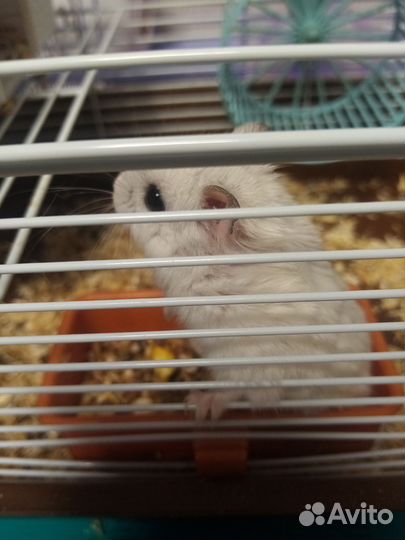 Джунгарский хомяк