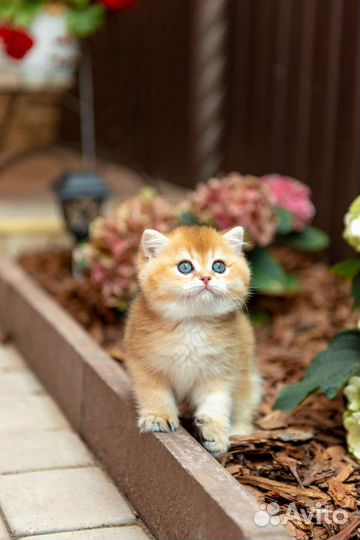 Британский мальчик