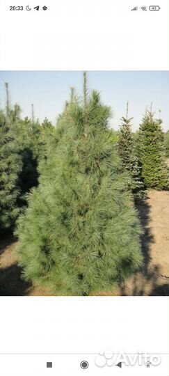 Саженцы сосны Веймутова