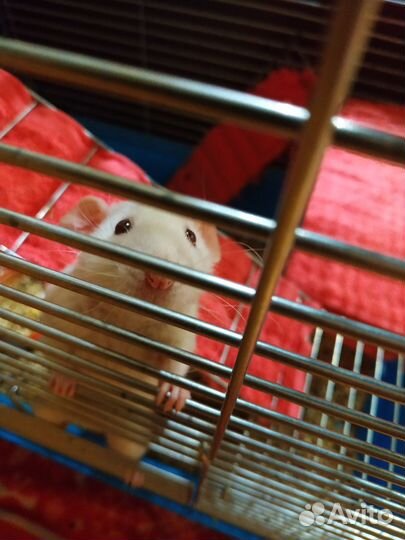 Крысята дамбо девочки