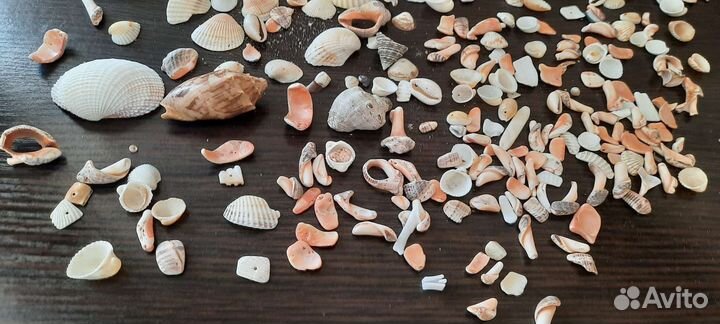 Морские ракушки