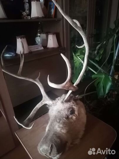 Рога оленя