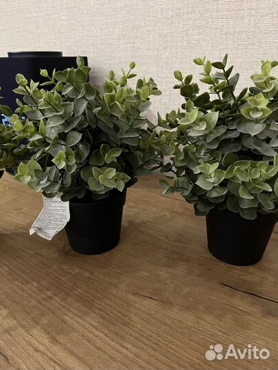 Растения икеа новые