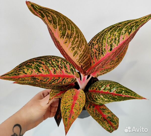 Аглаонема легасси Рэд d12