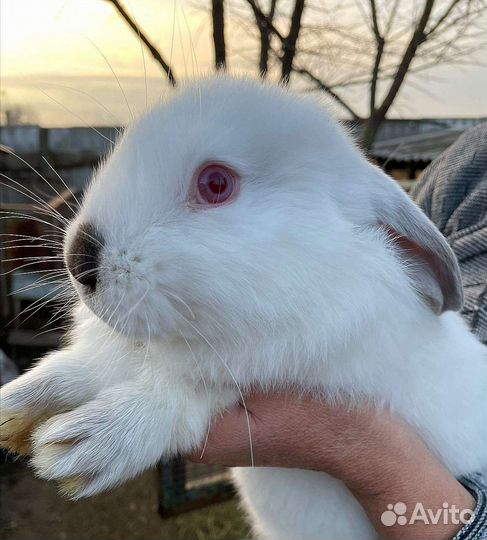 Кролики,в год кролика