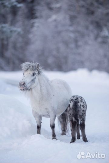 Пони аппалуза