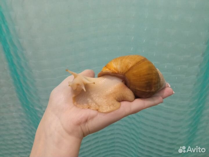 Улитки ахатины альбиносы