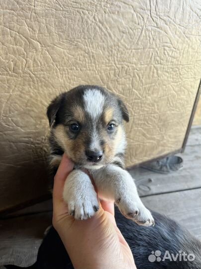 Самые милые щенки кутята собака