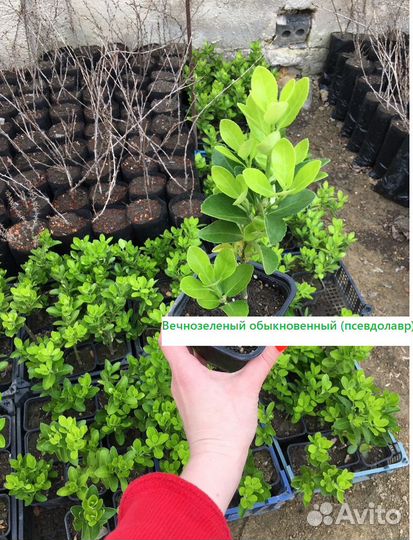 Бересклет (декоративный кустарник,живая изгородь)