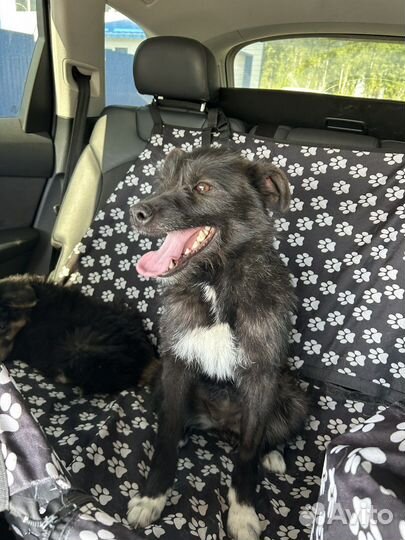 Малекий песик в отлове. Нужен дом