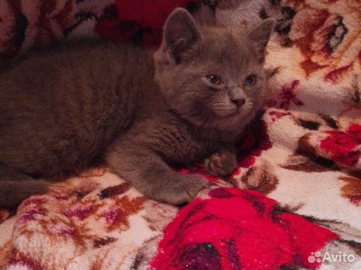 Британская