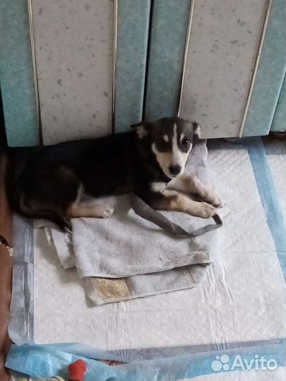 Собачка в добрые руки