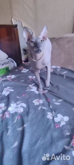 Донской сфинкс