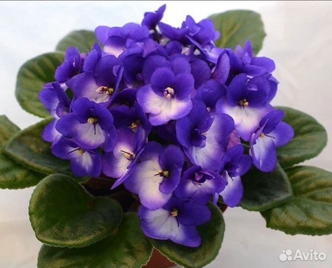 Фиалка Сортовая